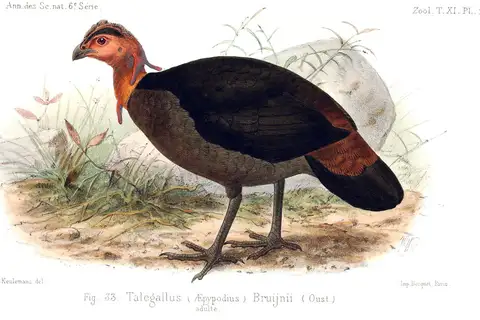 Waigeo Brushturkey