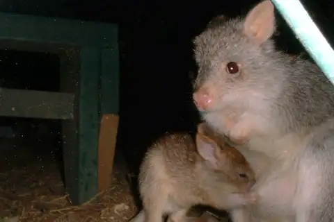 Rufous Bettong