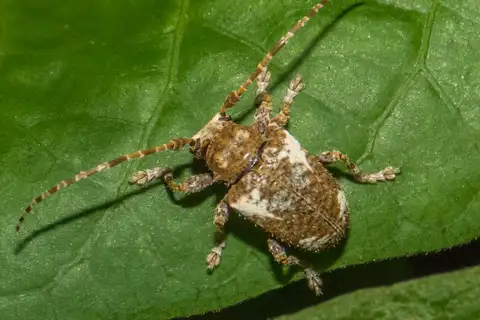 Aerenea quadriplagiata