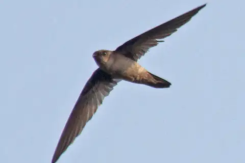 Himalayan Swiftlet