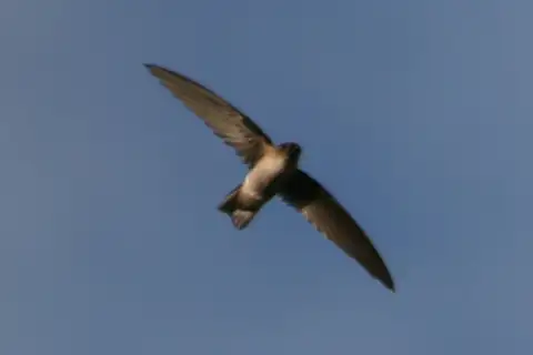 Seychelles Swiftlet