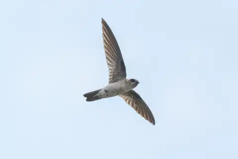 Edible-nest Swiftlet