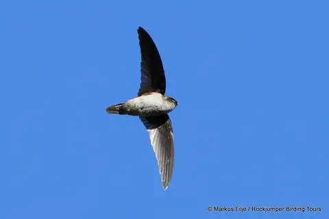 Mountain Swiftlet