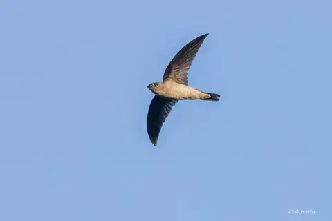 Moluccan Swiftlet