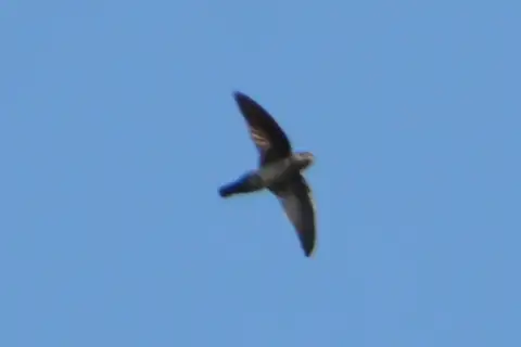 Philippine Swiftlet