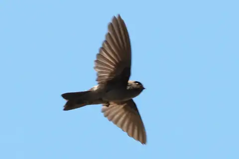 Marquesan Swiftlet