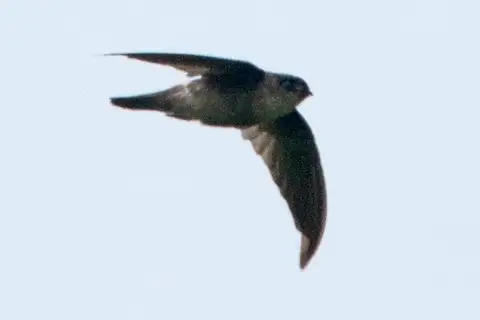 Mayr's Swiftlet
