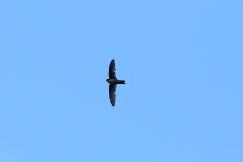 Palau Swiftlet