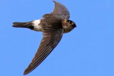 White-rumped Swiftlet