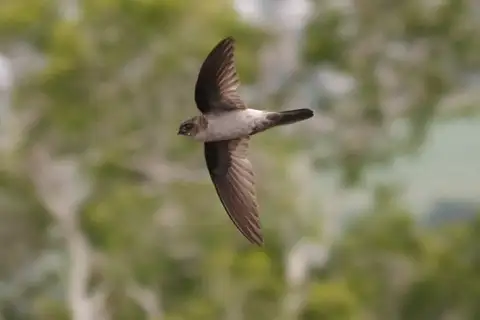 Australian Swiftlet