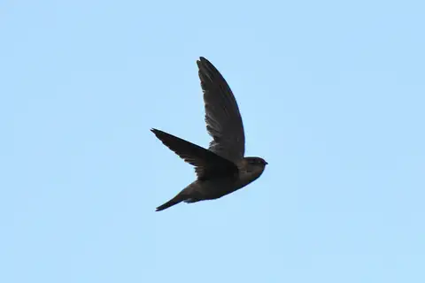 Indian Swiftlet