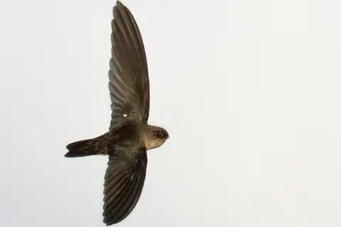 Uniform Swiftlet