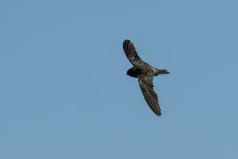 Volcano Swiftlet