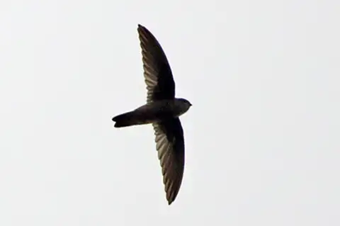 Whitehead's Swiftlet