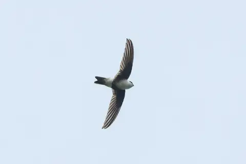 Andean Swift