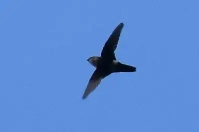 White-tipped Swift