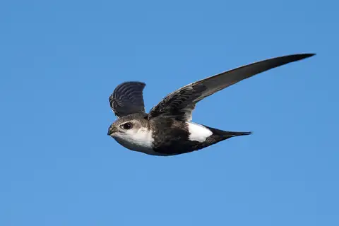 White-throated Swift