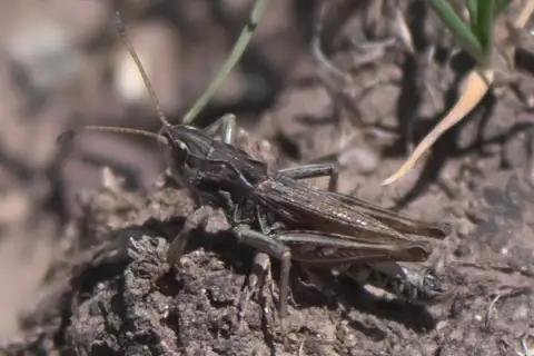 Club-horned Grasshopper