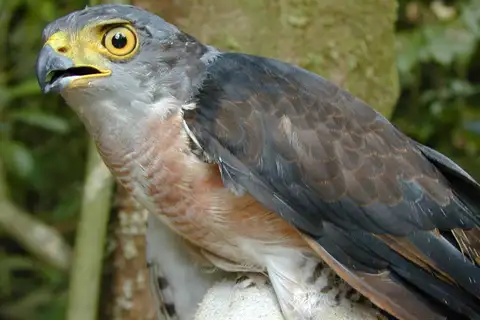 Chestnut-flanked Sparrowhawk