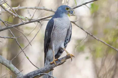 African Goshawk