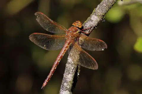 Brown Hawker