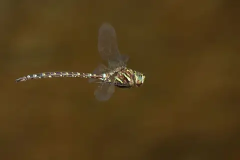 Shadow Darner