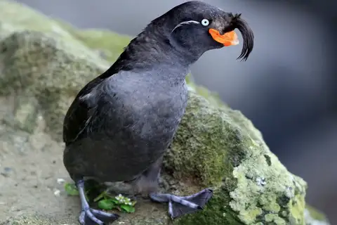 Crested Auklet