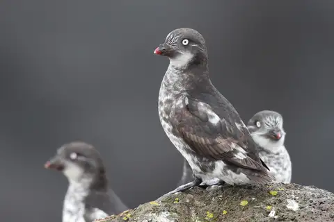 Least Auklet