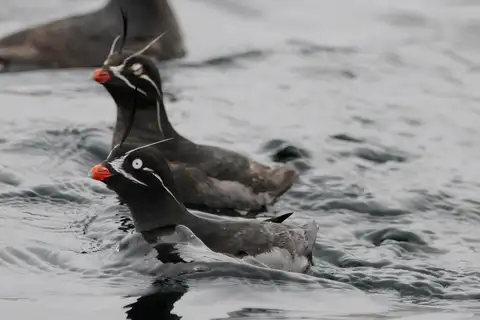 Whiskered Auklet