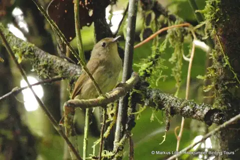 Grey-green Scrubwren