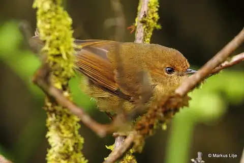 Papuan Scrubwren