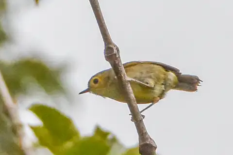 Buff-faced Scrubwren