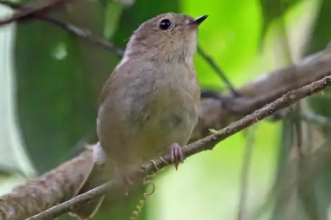 Vogelkop Scrubwren