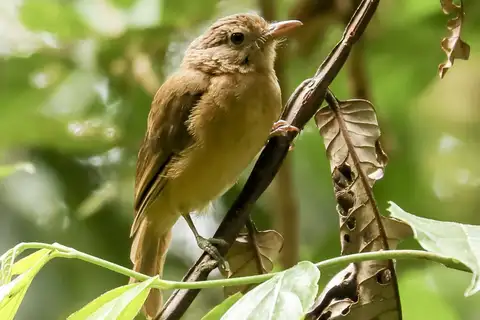Pale-billed Scrubwren