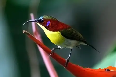 Handsome Sunbird