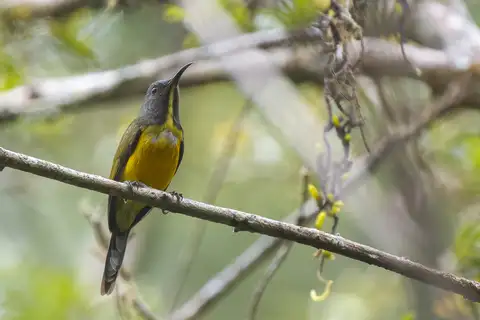 Apo Sunbird