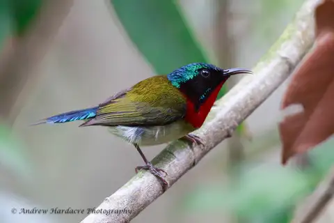 Fork-tailed Sunbird