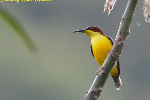 Elegant Sunbird