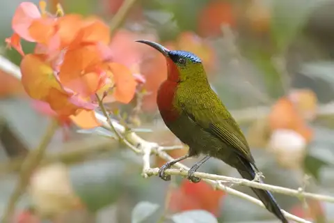 White-flanked Sunbird