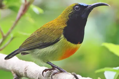 Flaming Sunbird