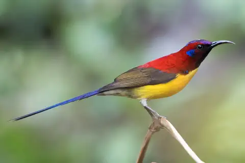 Mrs. Gould's Sunbird