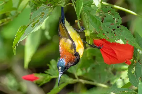 Maroon-naped Sunbird