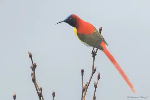 Fire-tailed Sunbird