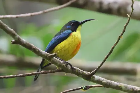 Lina's Sunbird