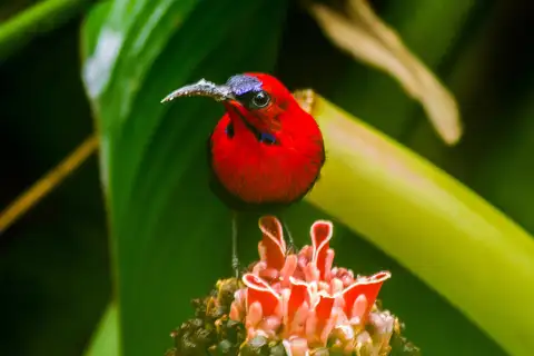 Magnificent Sunbird