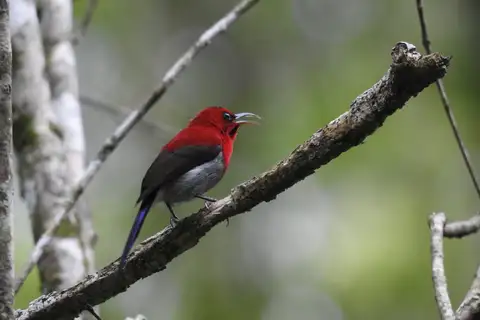 Javan Sunbird