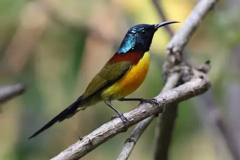Green-tailed Sunbird