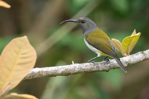 Grey-hooded Sunbird