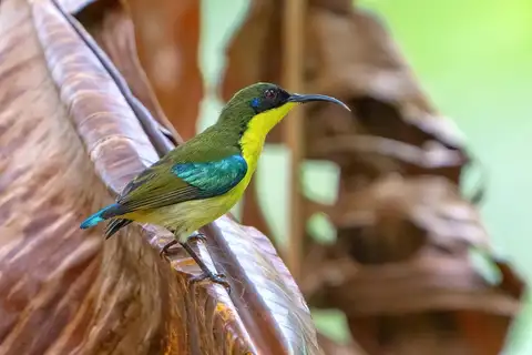 Metallic-winged Sunbird