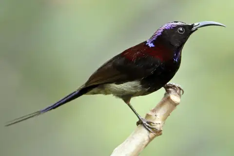 Black-throated Sunbird